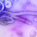 virus ebola