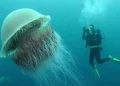 agua viva mar