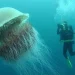 agua viva mar