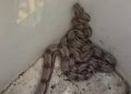 jiboia casa infestação