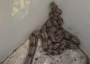 jiboia casa infestação