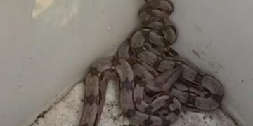 jiboia casa infestação