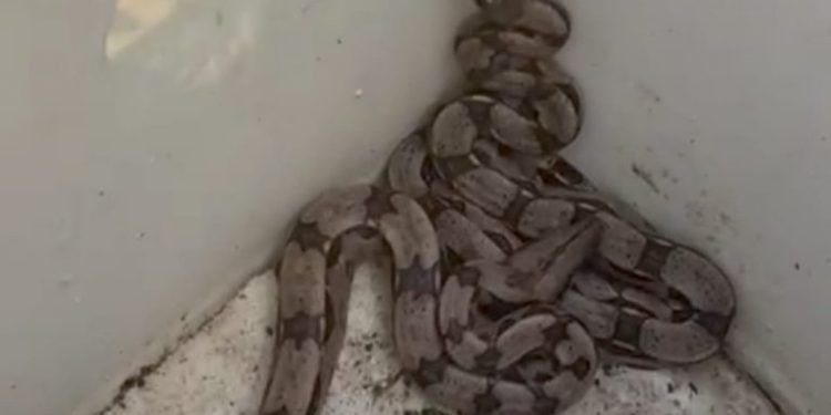 jiboia casa infestação