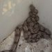 jiboia casa infestação
