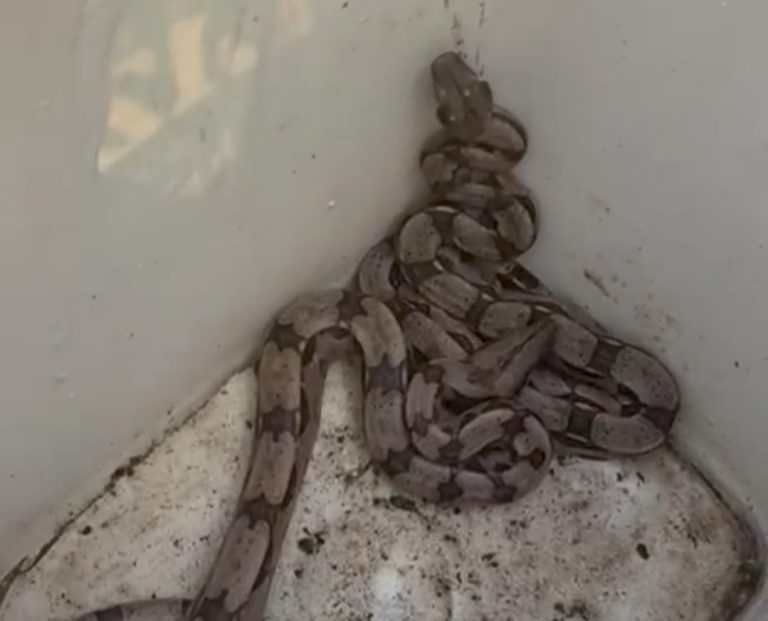jiboia casa infestação