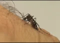 aedes aegypti dengue