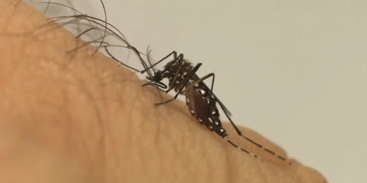 aedes aegypti dengue