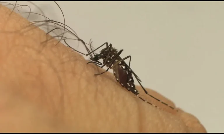 aedes aegypti dengue
