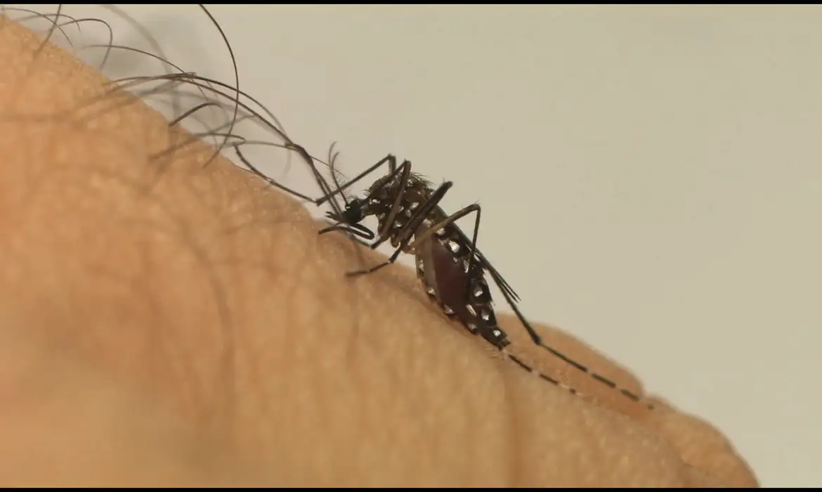 aedes aegypti dengue