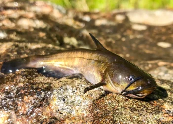 Ameiurus nebulosus