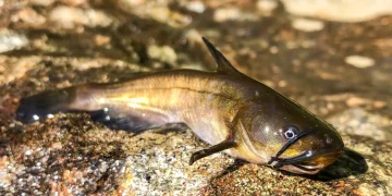 Ameiurus nebulosus