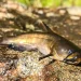 Ameiurus nebulosus