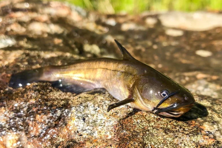 Ameiurus nebulosus