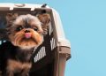 cachorro gaoila transporte