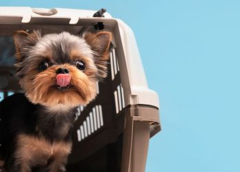 cachorro gaoila transporte