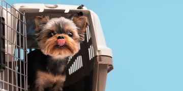 cachorro gaoila transporte