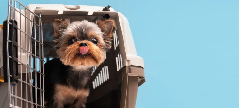 cachorro gaoila transporte