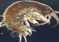 Gammarus pulex (Imagem: Reprodução)