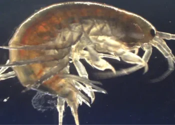 Gammarus pulex (Imagem: Reprodução)