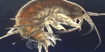 Gammarus pulex (Imagem: Reprodução)