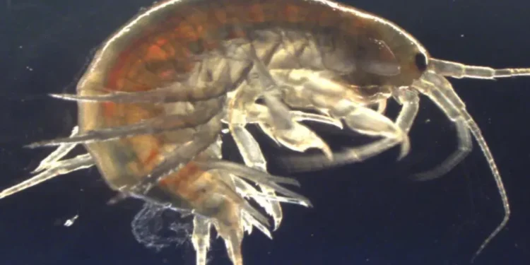 Gammarus pulex (Imagem: Reprodução)