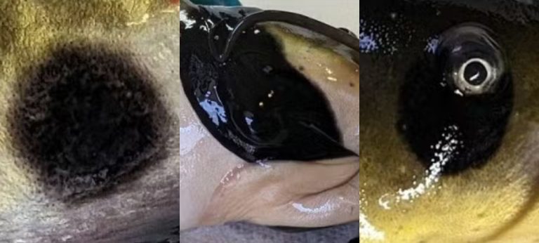 câncer transmissível bagre