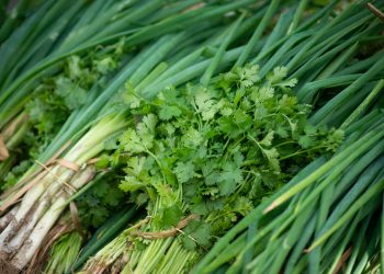 cheiro verde