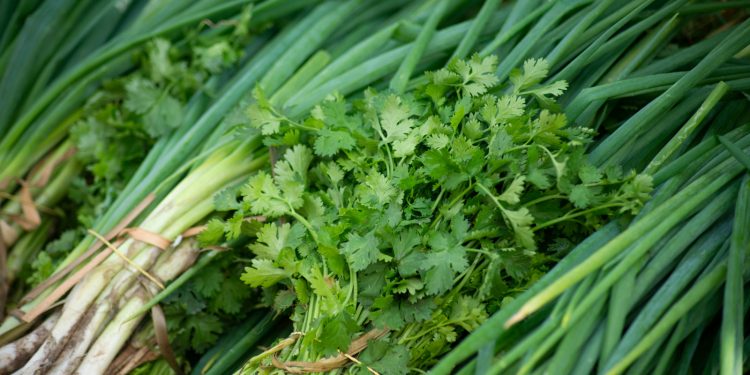 cheiro verde