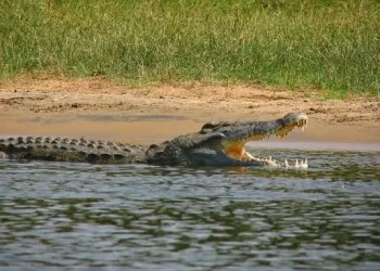 crocodilo-do-nilo