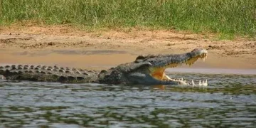 crocodilo-do-nilo