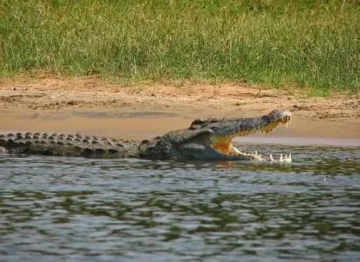 crocodilo-do-nilo