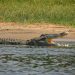 crocodilo-do-nilo