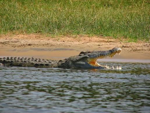crocodilo-do-nilo