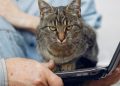 gato notebook