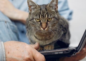 gato notebook