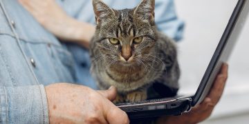gato notebook