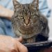 gato notebook