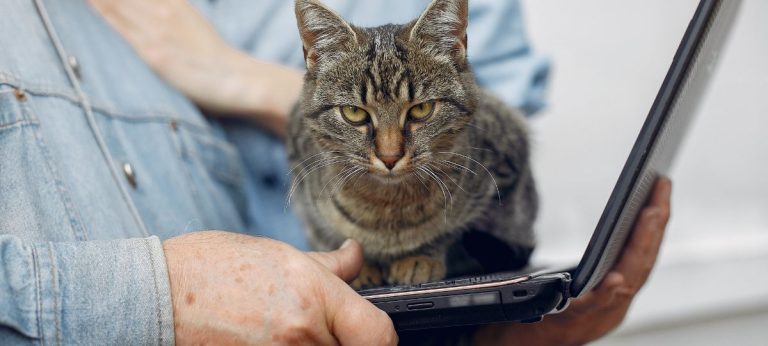 gato notebook
