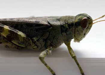 grilo