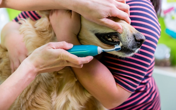 cachorro dente escovar