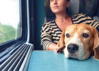 cachorro onibus pet