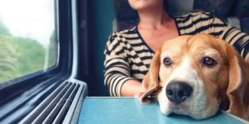 cachorro onibus pet