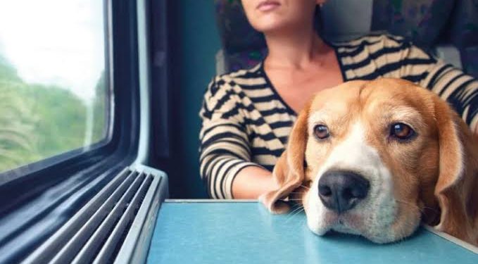 cachorro onibus pet