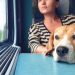 cachorro onibus pet
