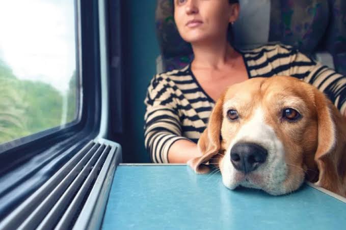 cachorro onibus pet