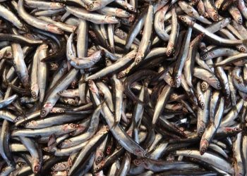 peixe