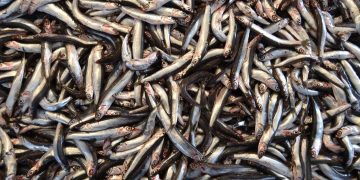 peixe