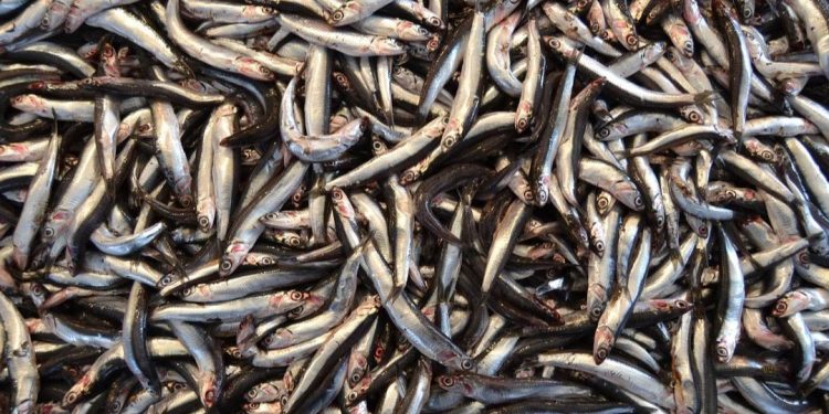 peixe