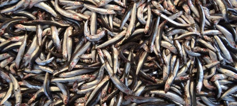 peixe