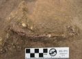fossil encontrado